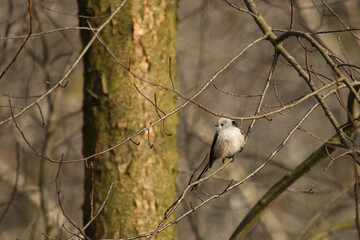 Long tailed tit in  a winter on a ice at harsh conditions. (Aegithalos caudatus). Cute bird.