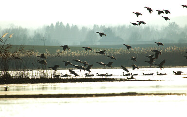  flock of birds in the sky at sunset