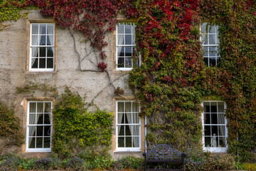 ivy covered house front with windows and a bench