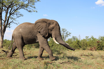 Fototapeta premium Afrikanischer Elefant / African elephant / Loxodonta africana