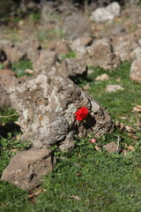 A single red flower grows out of a gray basalt rock. The flower is small and delicate, but its color is bright red and eye-catching. The beauty of nature 