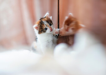 pomeranian puppy on a blue background