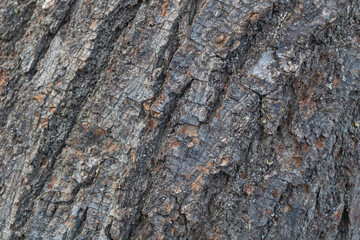 Close-up of tree bark texture with detailed grain and natural patterns, perfect for use as a background or wallpaper design