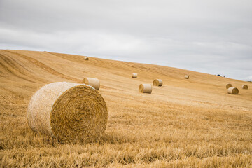 a field with straw bales