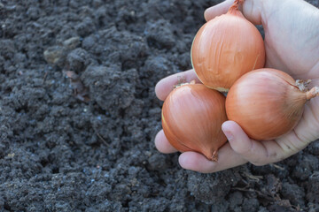 Hand holding three brown onions in the garden on a soil background, closeup view