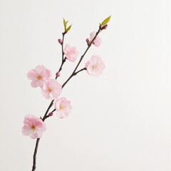 Obraz premium cherry Blossom Branch on White Background