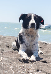 A spotted stray dog poses for a photo shoot on a Black Sea beach, looking at the camera