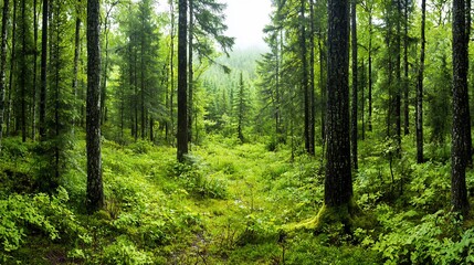 Fototapeta premium Lush green forest with tall trees and ferns.