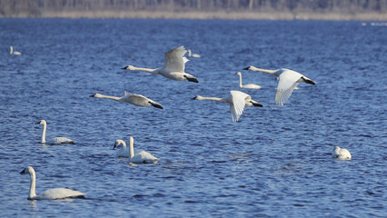 Canadian snow geese on migration, flying in one direction together in formation. 