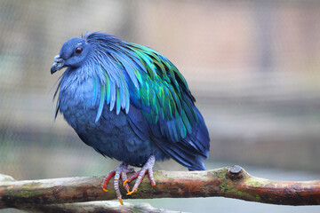 Nicobar pigeon with beautiful iridescent blue, green, and aqua plumage, perched on a limb. 