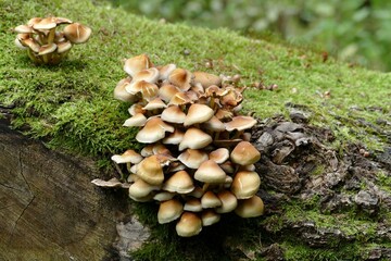 Pilze im Wald