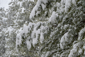 A December blizzard on a snowy gloomy winter day around Christmas in Durango, Colorado, United States