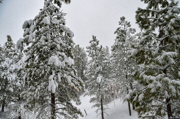A December blizzard on a snowy gloomy winter day around Christmas in Durango, Colorado, United States