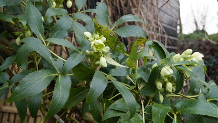 Obraz premium garden