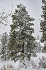 A December blizzard on a snowy gloomy winter day around Christmas in Durango, Colorado, United States