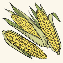 corn cobs isolated on white