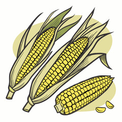 Fresh Golden Corn Cobs with Green Husks Organic Farm Produce Vector Illustration