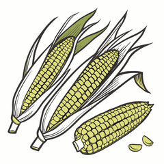 Fresh Golden Corn Cobs with Green Husks Organic Farm Produce Vector Illustration