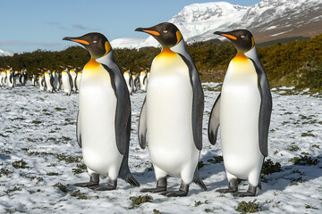 Fototapeta premium Majestic King Penguins in Antarctic Landscape