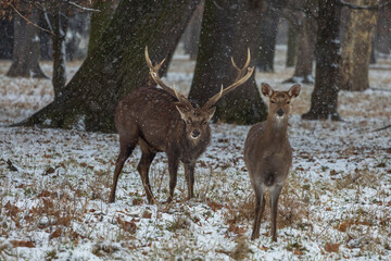 Winter landscape with Sika Deer - Cervus nippon. There is snow on the meadow and it is snowing in the landscape