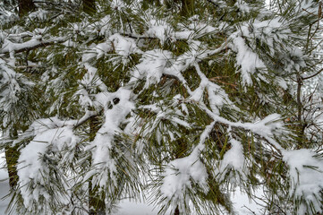 A December blizzard on a snowy gloomy winter day around Christmas in Durango, Colorado, United States