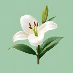 Fototapeta premium Delicate white lily blooming in nature close-up floral photography serene green background focus on elegance and beauty
