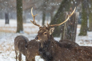 Winter landscape with Sika Deer - Cervus nippon. There is snow on the meadow and it is snowing in...
