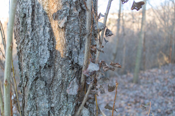 A close-up of the poplar tree trunk with dried leaves and vines growing on it