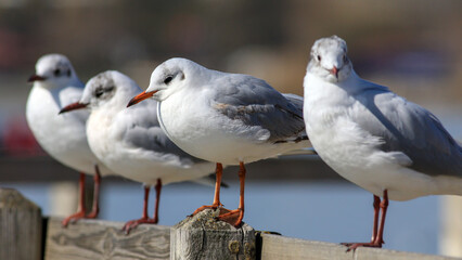 seagulls perching on the pier