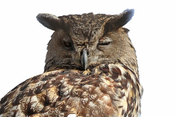 un grand duc