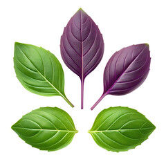 five basil leaves arranged in a circle. Two leaves are purple basil, and the other three leaves are...