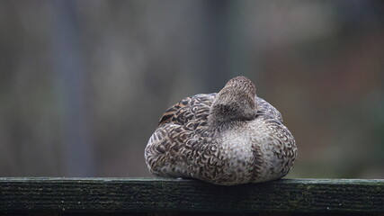 Female pintailed duck napping with beak in feathers. 