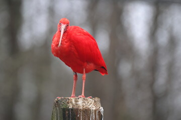 Scarlet ibis perched in captivity. 