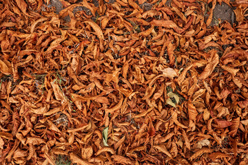 Autumn leaves covering the ground
