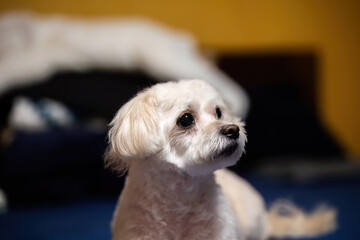 Small white dog looking up indoors
