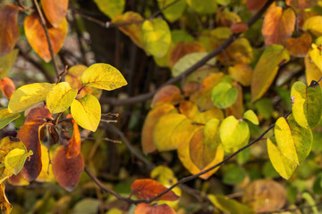 Vibrant autumn leaves on a tree branch
