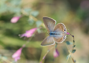 wild animals and insects. photos of butterflies in natural areas.