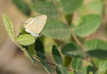 wild animals and insects. photos of butterflies in natural areas.