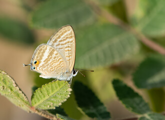 wild animals and insects. photos of butterflies in natural areas.