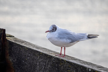 Close up of a Common Gull perched on a wooden groyne at Hamworthy, Dorset, UK on 15 February 2025