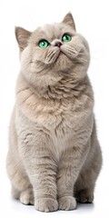 Cute Beige British Shorthair Cat, Isolated on White Background, pet, feline