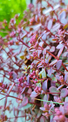Dark pink plants in the park