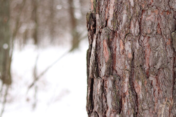 Pine tree, bark close-up. Close-up of pine tree bark in the forest in winter. Photo of a tree for a natural background. Details. Focus on the pine tree trunk with a blurred winter background. Snow
