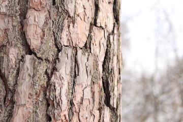 Pine tree, bark close-up. Close-up of pine tree bark in the forest in winter. Photo of a tree for a natural background. Details. Focus on the pine tree trunk with a blurred winter background. Snow