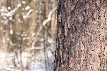 Pine tree, bark close-up. Close-up of pine tree bark in the forest in winter. Photo of a tree for a natural background. Details. Focus on the pine tree trunk with a blurred winter background. Snow