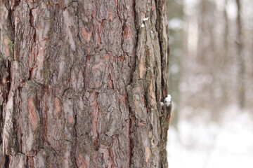 Pine tree, bark close-up. Close-up of pine tree bark in the forest in winter. Photo of a tree for a natural background. Details. Focus on the pine tree trunk with a blurred winter background. Snow