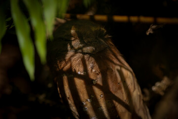 close up of a bird sleeping on a tree taken at day time with morning sunlight shade, natural colors.