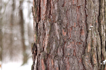 Pine tree, bark close-up. Close-up of pine tree bark in the forest in winter. Photo of a tree for a natural background. Details. Focus on the pine tree trunk with a blurred winter background. Snow