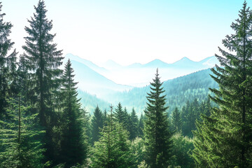 Obraz premium Scenic Mountain Forest with Misty Pines - Breathtaking Nature Landscape for Wallpapers, Travel Blogs & Eco-Tourism Promotion