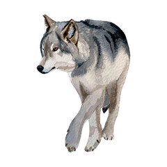 Freehand watercolor illustration of a wolf isolated on a white background. Hand drawn watercolour forest animal. For design